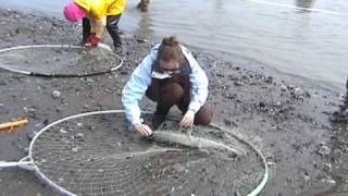 Shannon Dip Netting 2009