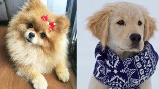 Смешные собаки Приколы про собак Funny Dogs 2019 (Наиболее Атомные ситуации)