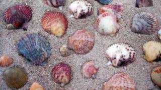 小贝壳之恋 ~ 林淑容 Little seashell's love by Lin Shu Rong