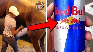 ►Los SECRETOS De RED BULL | ¿Realmente Está Hecho Con TAURINA?