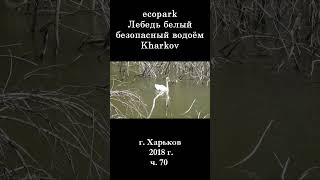  ЭкоПарк Харьков ч.70 / Лебедь белый безопасный водоём / 2018 г #shorts