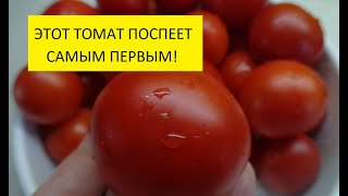 ТОМАТ "РЕНЕТ" ПОСПЕВАЕТ ПЕРВЫМ. ПОДРОБНЫЙ ОБЗОР. 