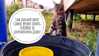 Сунула телефон в воду, чтобы показать вам мокрого вжуха! Кошку Морошку в воду не сували