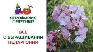 ВСЕ О ВЫРАЩИВАНИИ ПЕЛАРГОНИИ