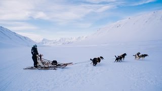Собачьи упряжки и план Б на случай апокалипсиса