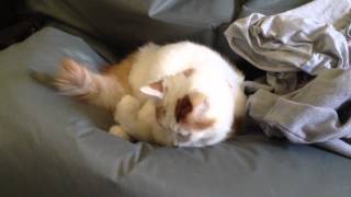 Le chat et la clochette