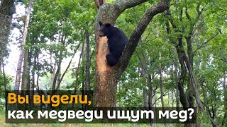 Медведь забрался на дерево в поисках меда