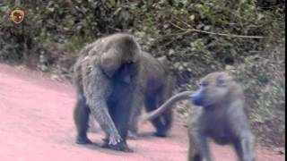 Monkey Sex (NSFW)