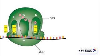 Chloramphenicol Mechanism of Action V1
