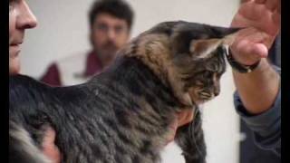 Speciale Maine Coon Club - Salsomaggiore Terme