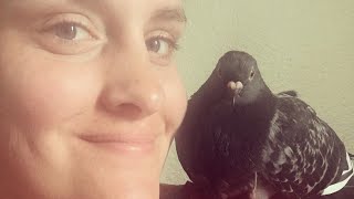 Pigeon won't leave autistic woman after she saves her life