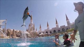 Dolphin Therapy Land