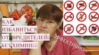 Как ИЗБАВИТЬСЯ ОТ ВРЕДИТЕЛЕЙ БЕЗ ХИМИИ! ЭФФЕКТИВНО!
