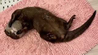 風呂上がりに体を拭こうとしないカワウソが新しいタオルで拭かせろと要求してきた！ The otter demanded to be wiped with a new towel!