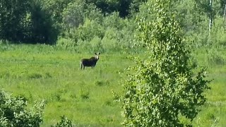 Лось в поле не захотел со мной гулять. Полянка люпинов во все стороны