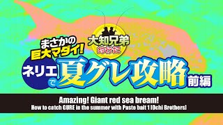 まさかの巨大マダイ！ネリエで夏グレ攻略前編【大知兄弟】/Giant red sea bream/巨大真鲷/거대 참돔/Ochi Brothers/오오치 형제