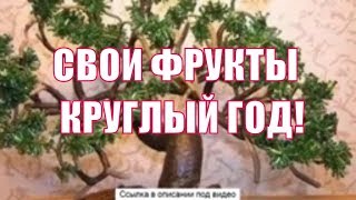 Дерево Растущее В Горшке