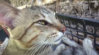 ¿Qué hace este gato en los nidos de las gallinas?