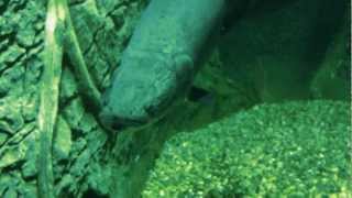 Арапайма (Arapaima gigas)