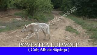 Povestea lui Wolf - ( Colţ Alb de Săpânţa )