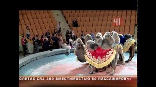 Ноев ковчег в цирке