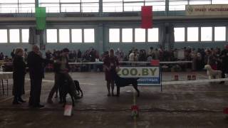 25-26.02.2012, 2хCACIB, Белоруссия, эксп. R.R.Cekis/S.Sinko