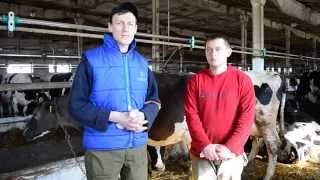 Исследование калла КРС. Копрология. Examination of feces cattle. Coprology.