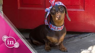 Hunde-Café für Französische Bulldoggen in London