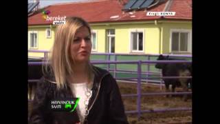 Bereket TV- Hayvancılık Saati - Elit Zengen Büyükbaş Hayvancılık - Angus Çiftliği