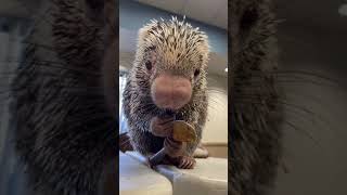 Rico eating peanut butter