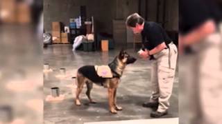 Bomb-sniffing german shepherd Hank in training