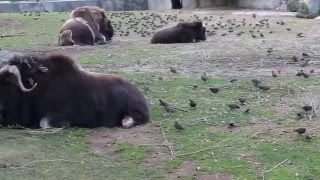 Могучий зубр    Mighty bison
