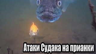 Рыбалка: ЗРЕЛИЩНЫЕ АТАКИ Больших Гигантских СУДАКОВ на разные приманки. Подводная съёмка