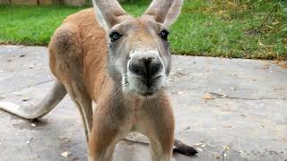 Countdown and Year Ender 2020 - Cincinnati Zoo