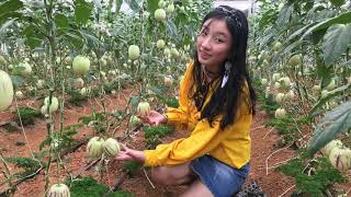 Vườn dưa pepino
