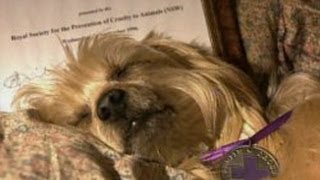 Fizo the Wonder Dog - Animal X Classic | Storyteller Media