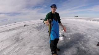 Mille lacs walleye fun