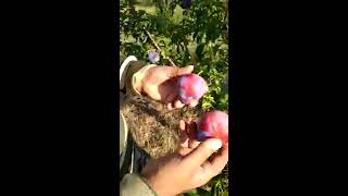 Дуже класний сорт сливи Блек стар, Сад Павлюка