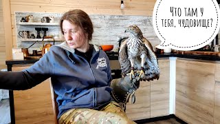 Обучение ястреба-тетеревятника. День 4. Приучение к окружающей обстановке и людям. Ястреб начал есть