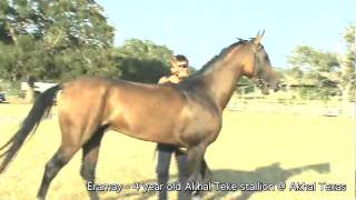 Akhal Teke stallion Eramay - 4 year old, at stud at Akhal Texas