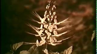 Возделывание лекарственных растений © Cultivation of medicinal plants