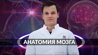 Умный Медик [УМ] - Мозг.Строение и функции.