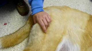 Canine IM injection