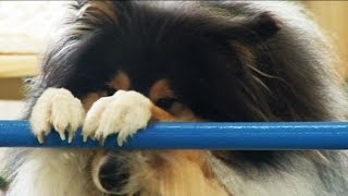 Trickspiele Hunde (DVD) Dog for Fun Training