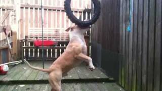 staffy cross vs tyre