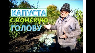 Поздняя КАПУСТА сбор урожая, убираем грядку