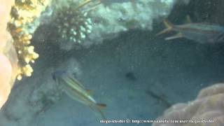 Sammara squirrelfish Пламенщик пятнистый Neoniphon sammara