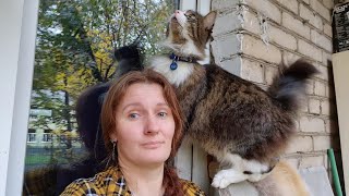 Гуляем втроём за окном: я стрессирую кота, сова не одобряет