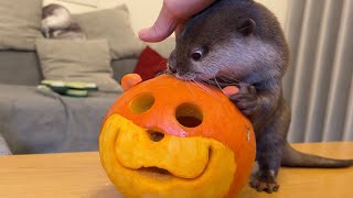 ハロウィンにカワウソと猫で仮装大会してたら本当におばけがやってきた！？ Costume contest with otters and cats on Halloween?