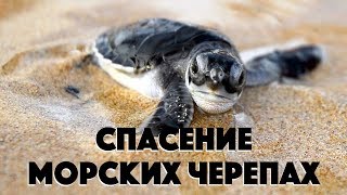 Мексика Канкун 2017  Спасение морских черепах